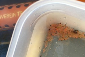 Eierbesatz Bachforelle 2019